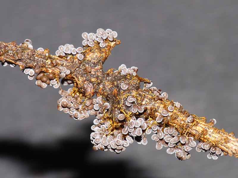 Badhamia utricularis